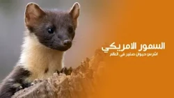 The Fiercest Small Animal in the World: How the American Marten Survives the Alaskan Frost | Ques...