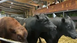 Ing. Agr. José Aicardi destaca la agilidad de las ventas y la demanda en el remate de El Yunque