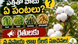 🌧️ What to do if the rains are erratic? Crucial advice for cotton farmers! ⚠️...| BT