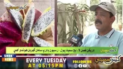 Kheti Sar Seti with Kamal Lashari | 25 August 2026 l Sindh TV News