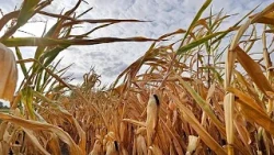 Hungary: An association creates a giant corn maze to attract tourists