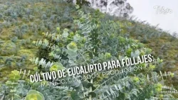 Eucalyptus Cultivation for Foliage: Management, Care, and Production - TVAgro by Juan Gonzalo Angel