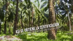 This Is How to Obtain Deforestation-Free Certification in Palm Oil - TvAgro by Juan Gonzalo Angel