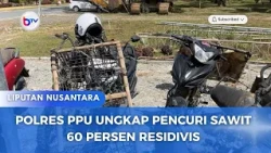 POLRES PPU UNGKAP PENCURI SAWIT 60 PERSEN RESIDIVIS