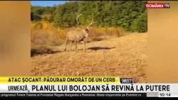 Un pădurar a fost găsit mort într-un complex de vânătoare. Ar fi fost ucis de un cerb