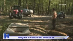 Segítik a vadon élő állatokat – ZTV Híradó 2026-08-13