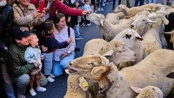 Miles de ovejas toman las calles de Madrid por la Fiesta de la Trashumancia