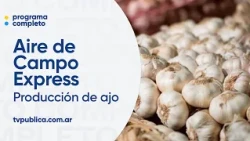 Producción de ajo, batatas y tabaco - Aire De Campo Express