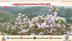 കോടമഞ്ഞിൻ താഴ്വരയിൽ, നീലക്കുറിഞ്ഞി; നീലവസന്തം കാണാൻ മൂന്നാറിൽ സഞ്ചാരികളുടെ ഒഴുക്ക്