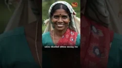 කඳු අතර ලාදලු මැදින් උපදින සහෝදර බැම්ම