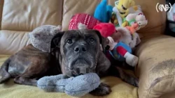 Hond uit Nunspeet eet zes onderbroeken: Dit vertelt de dierenarts