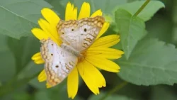 CityStream: Bringing a rare local butterfly back from the brink