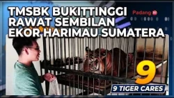 TMSBK BUKITTINGGI CARES FOR NINE SUMATRAN TIGERS alip