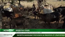 МОДЕРНА ПАША: Животните на Теодор Вълчев излизат с GPS