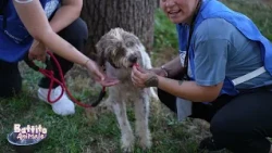 Battito Animale -  Il canile è di nuovo in città