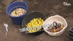 Tubers that DO grow in the cold of Bogotá - TvAgro by Juan Gonzalo Angel
