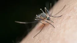 Still active in autumn: Mosquitoes are here to stay