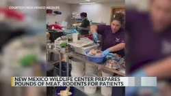 New Mexico Wildlife Center prepares pounds of meat for rodent patients