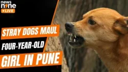 Pune Stray Dog Attack: 4-Year-Old Mauled By Pack, Gets 80 Stitches | News9