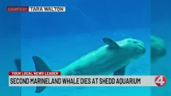 Second Marineland whale dies at Shedd Aquarium