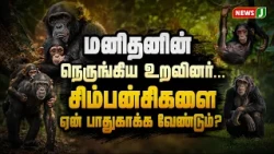 Humanity's Closest Relative... Why Must We Protect Chimpanzees? | World Chimpanzee Day | NewsJ
