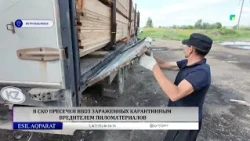Import of pest-infested lumber blocked in North Kazakhstan Region