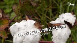 The plan to revive cotton in Colombia - TvAgro by Juan Gonzalo Angel