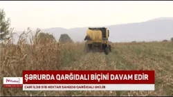 Şərurda qarğıdalı biçini davam edir