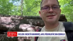 EXCLUSIV: ANCHETĂ MARAMUREȘ JAFUL PĂDURILOR ÎN ȚARA CODRULUI