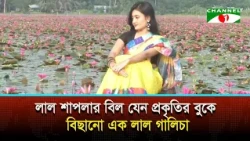 সাতলার লাল শাপলার বিল যেন প্রকৃতির বুকে বিছানো এক লাল গালিচা
