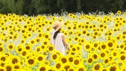 "Sunflowers of Resilience" in Full Bloom: Nearly 15 Years Since the Kii Peninsula Floods, Shingu ...