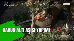 Uygulamalı Kabuk Altı Aşısı Yapımı