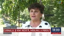 CURMALUL ȘI KIWI REZISTĂ, MĂSLINUL A PIERDUT