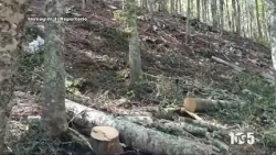 Illegal Logging in Padula - August 13th