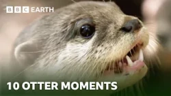 10 Incredible Otter Moments | BBC Earth
