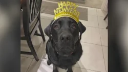 Deerfield family demands accountability after dog dies in pet daycare van