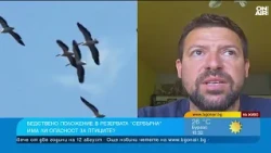 Пеликаните в "Сребърна" спряха да гнездят, нивото на водата е критично ниско