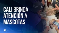Cali Animal Welfare Center cares for affected pets