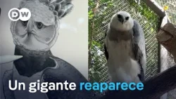 Is the harpy eagle returning to Mexico?