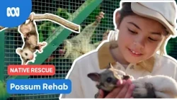 Looking after baby possums  | Gardening Australia Junior | ABC Kids