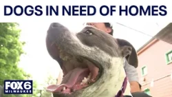 Wisconsin dogs in need of homes, long-term shelter residents | FOX6 News Milwaukee