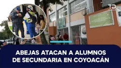 Enjambre ataca a estudiantes durante primer día de clases en secundaria de Coyoacán