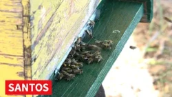 DOBRA PČELARSKA GODINA ZA DRAGANA VOJVODIĆA