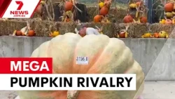 Best mates battle for world's largest pumpkin | 7NEWS