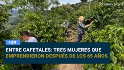 Among Coffee Fields: Three Women Who Became Entrepreneurs After 65
