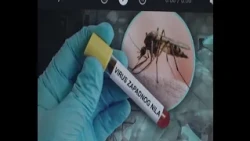Virus Zapadnog Nila može prouzrokovati i smrtne posledice