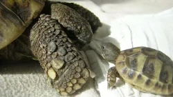 20260812 HB Zoektocht Schildpad