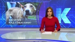 Kaliningrad News — Daily Recap, July 10, 2026 Kaskad TV