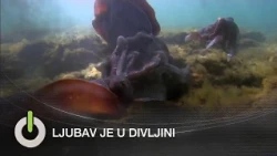DOKUTV - Ljubav je u divljini