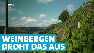 Zu hohe Kosten: Mosel-Winzer haben Angst um ihre Weinberge